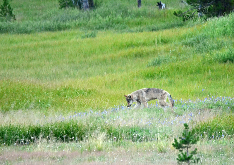 Canyon Wolf - Wolves, Foxes & Coyotes