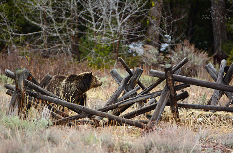 Looking Around 399 - Bears: Grizzly & Black Bears