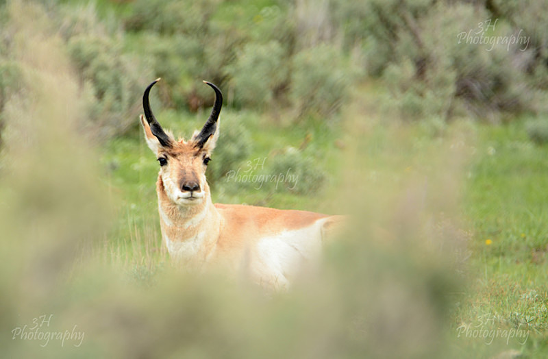 Through the Sage - Moose & Pronghorn (Antelope)