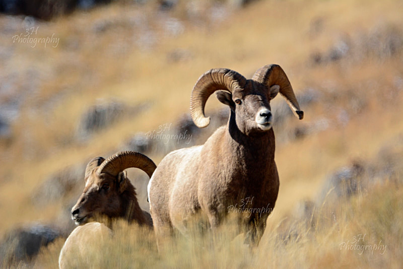 Ram Tough - Big Horn Sheep & Mountain Goats