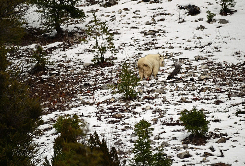 Hiding In Plain Sight - Big Horn Sheep & Mountain Goats