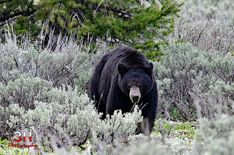 3HPhotography5-19-25_GTNP_170_ - Grand Teton NP Spring Shoot - May 2025