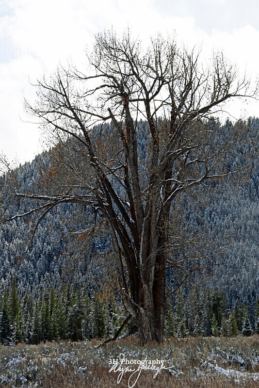 3HPhotography_Grand_Teton_OCT2025_00331 - Grand Teton NP Fall Adventure - OCT 2025