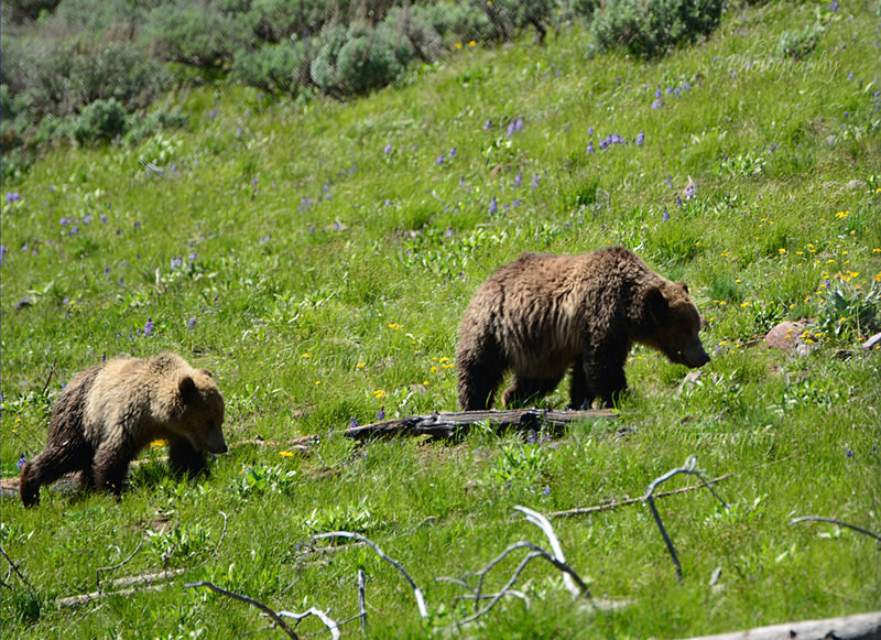 Raspberry  Snow - Bears: Grizzly & Black Bears