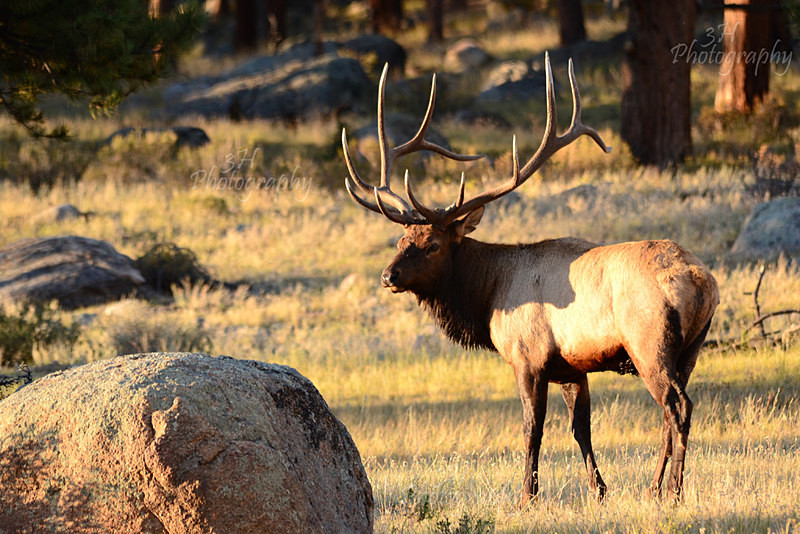 King of the Timber - Elk & Deer
