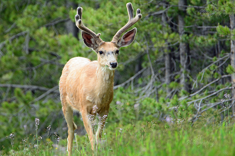 Summertime Buck - Elk & Deer
