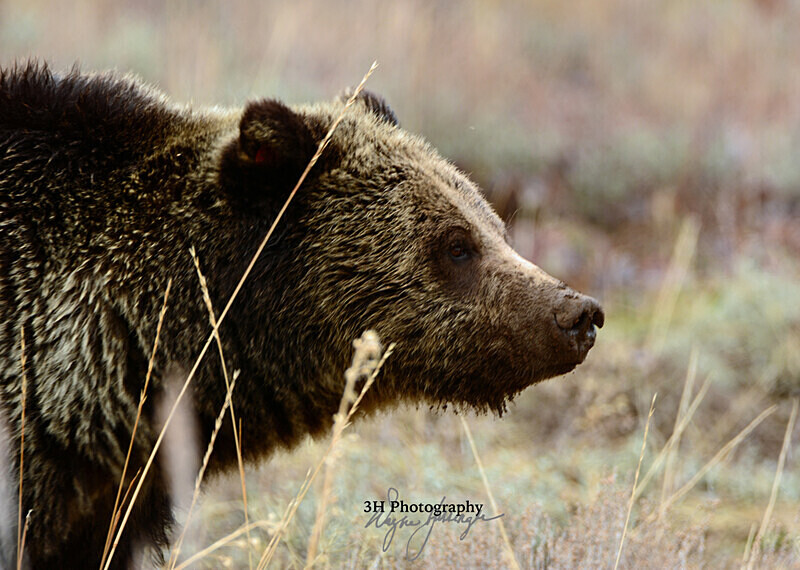 399_6189 - Grizzly #399 - Queen of the Tetons