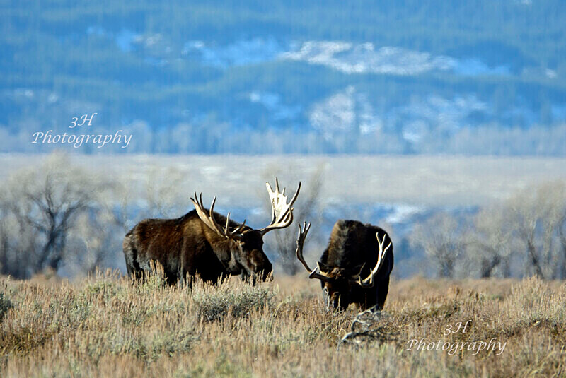  - Moose & Pronghorn (Antelope)