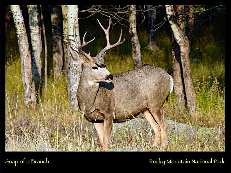 2026 Wildlife Images From Nature Calendar SEPT PHOTO - The 2026 Wildlife Images Calendar Pictures