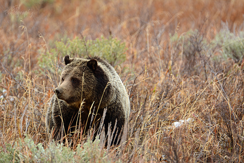 Curious 399 - Bears: Grizzly & Black Bears