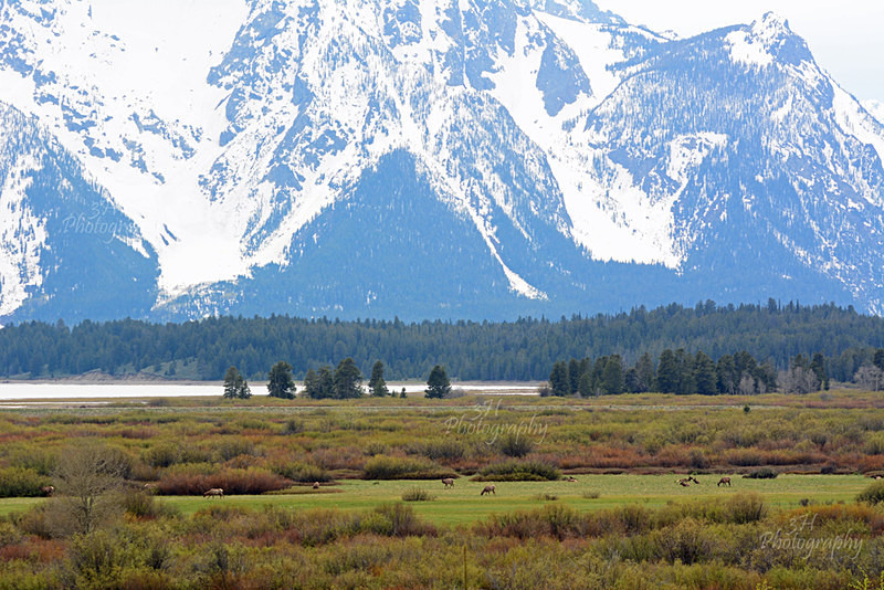 Teton Grazing - Elk & Deer
