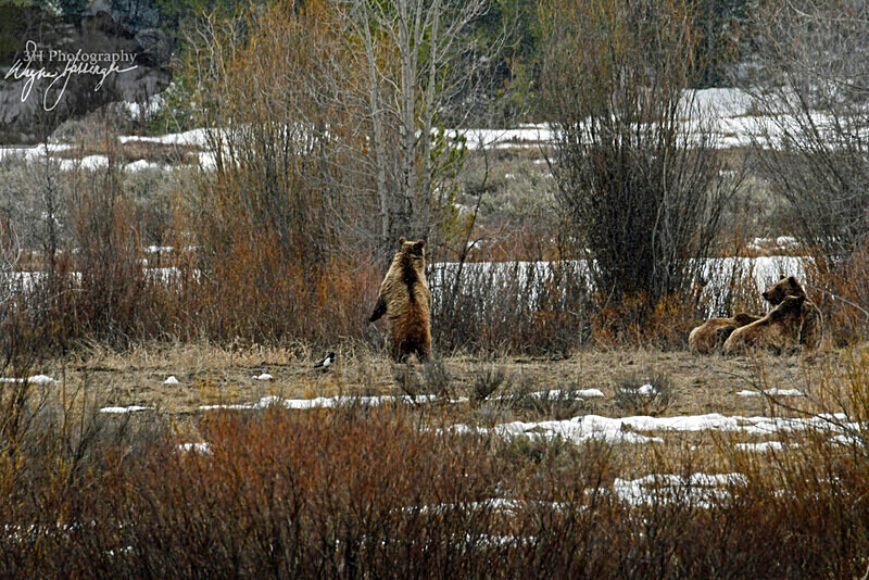 _DSC2034 - Bears: Grizzly & Black Bears