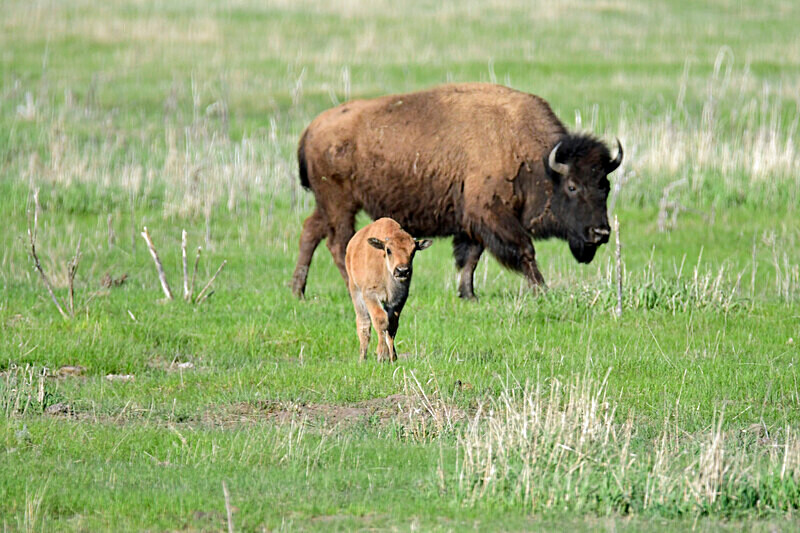 _DSC7966 - Bison & Horses
