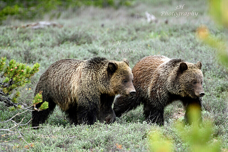 Still Together_9788 - Bears: Grizzly & Black Bears