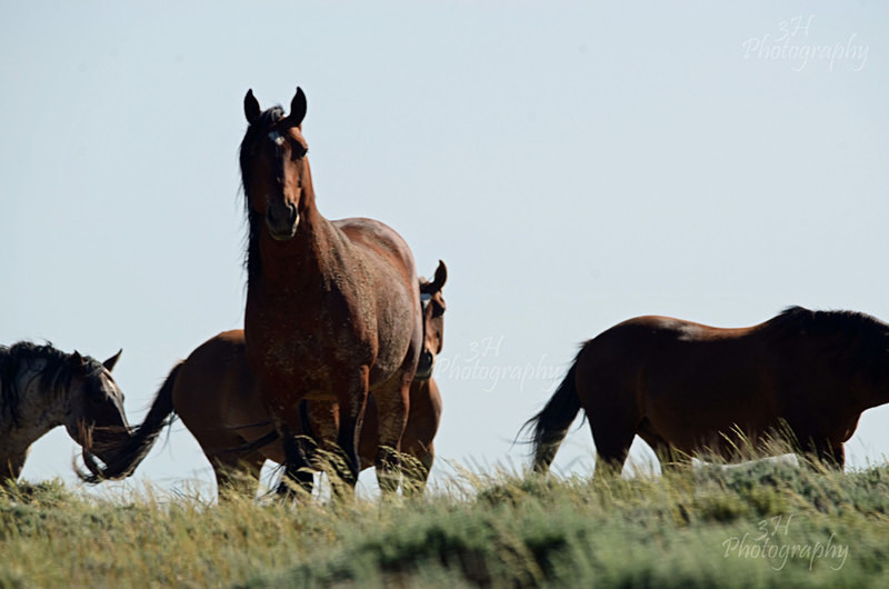 Wild Curiosity - Bison & Horses