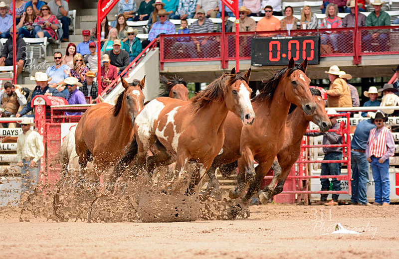 The Mane Attraction - Professional Rodeo