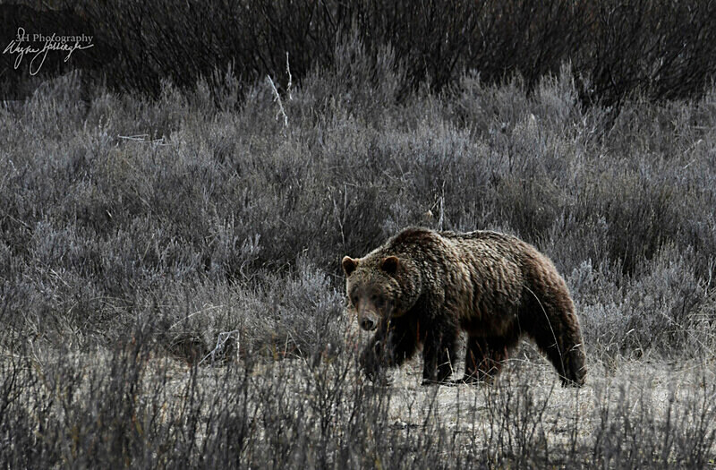 _DSC2571 - Bears: Grizzly & Black Bears