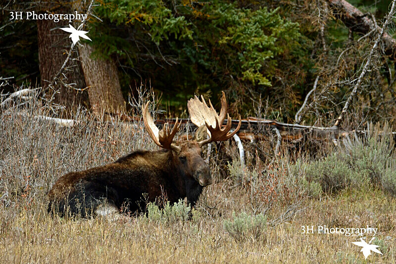 _DSC6952 - Moose & Pronghorn (Antelope)