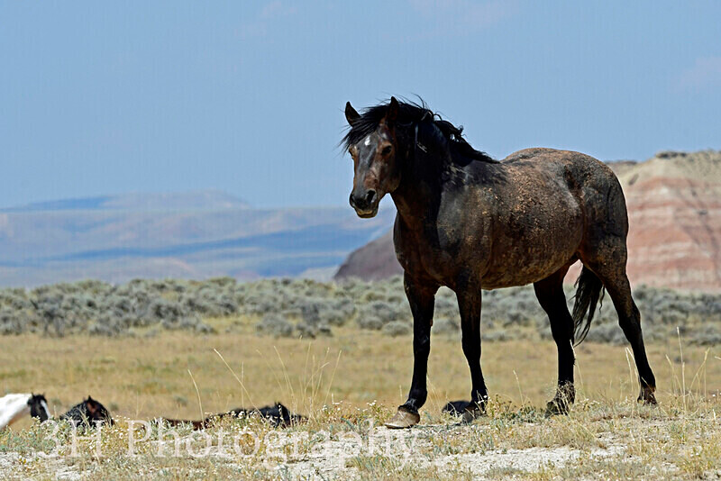 _DSC6453 - Bison & Horses