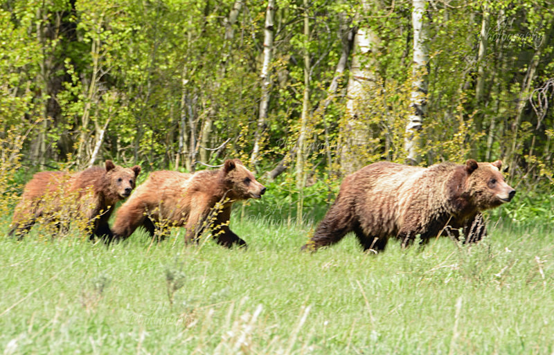 Out for a Meal - Bears: Grizzly & Black Bears