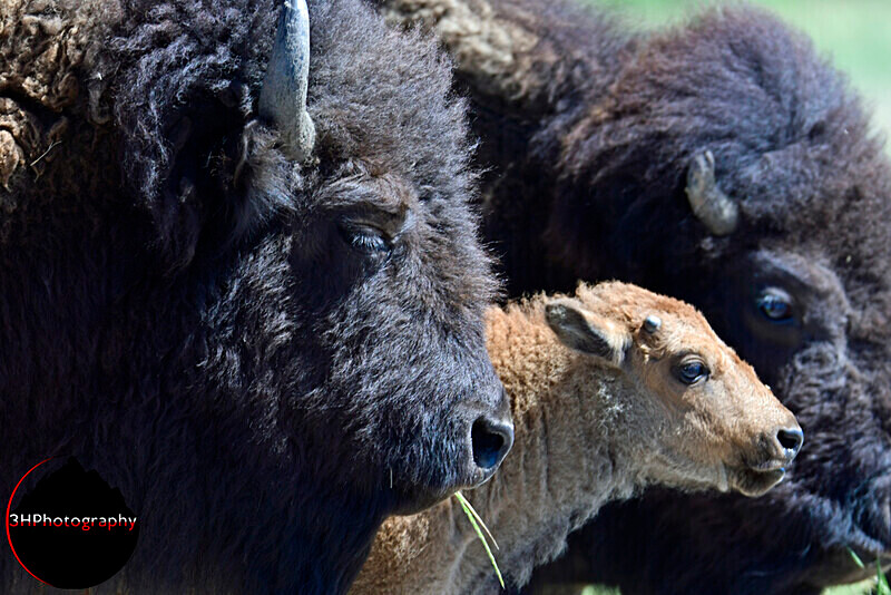 _DSC1249 - Bison & Horses