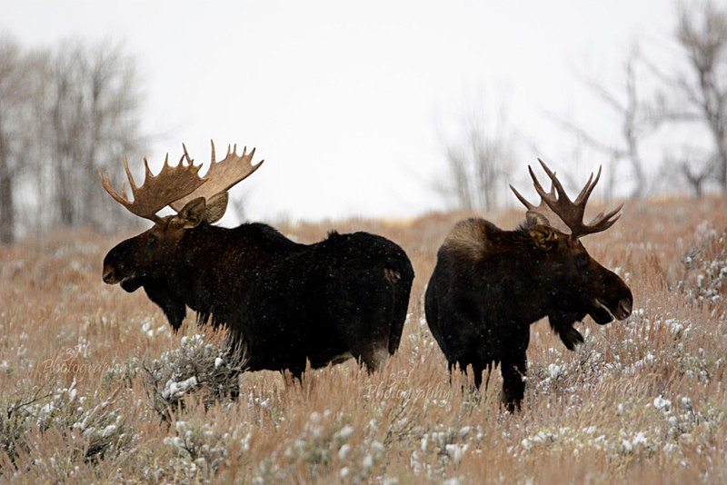 _DSC9942 - Moose & Pronghorn (Antelope)