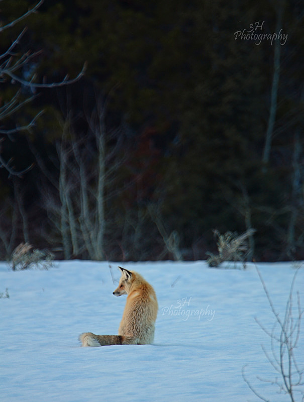 Quiet Contemplation - Wolves, Foxes & Coyotes