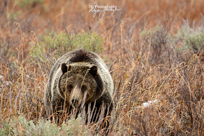 Patient Stare_6124  399 GTNP 2016 - Grizzly #399 - Queen of the Tetons