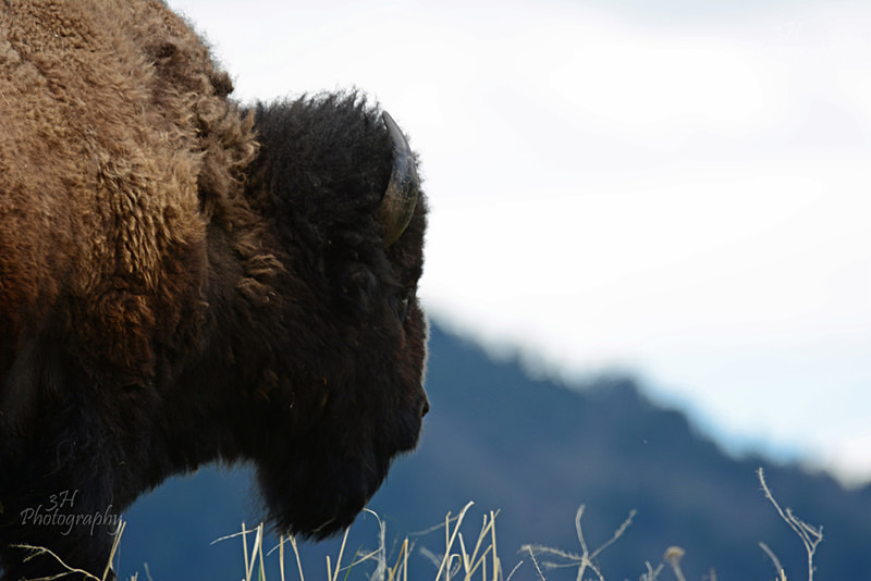 DSC_5239 - Bison & Horses
