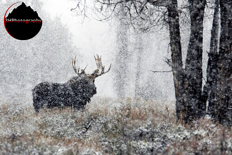 Blizzard Bull_4473 - Moose & Pronghorn (Antelope)
