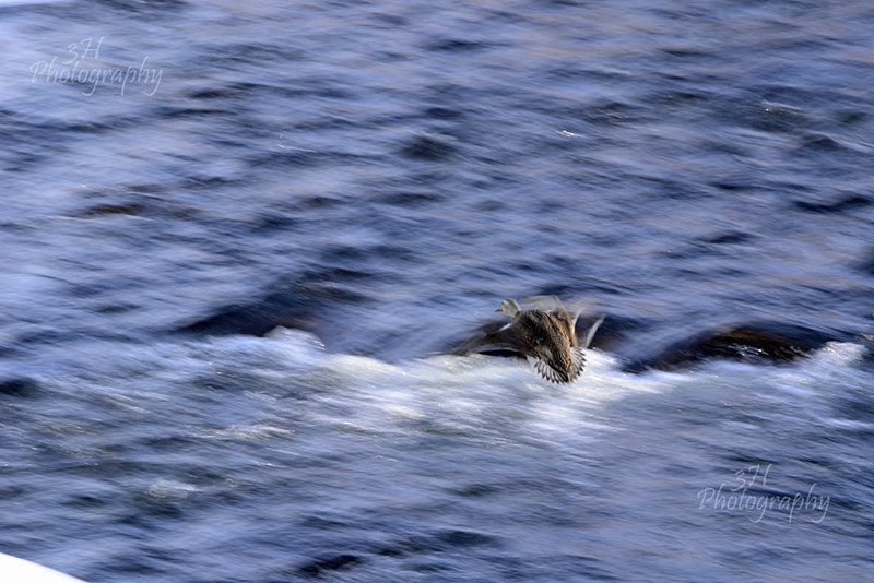 Chilly Afternoon Flight - Raptors & Other Winged Friends
