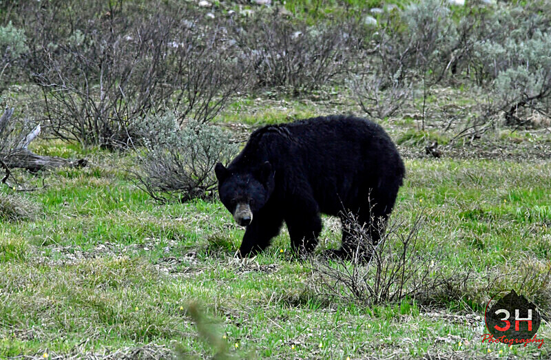 3HPhotography5-20-25_GTNP_352_ - Grand Teton NP Spring Shoot - May 2025