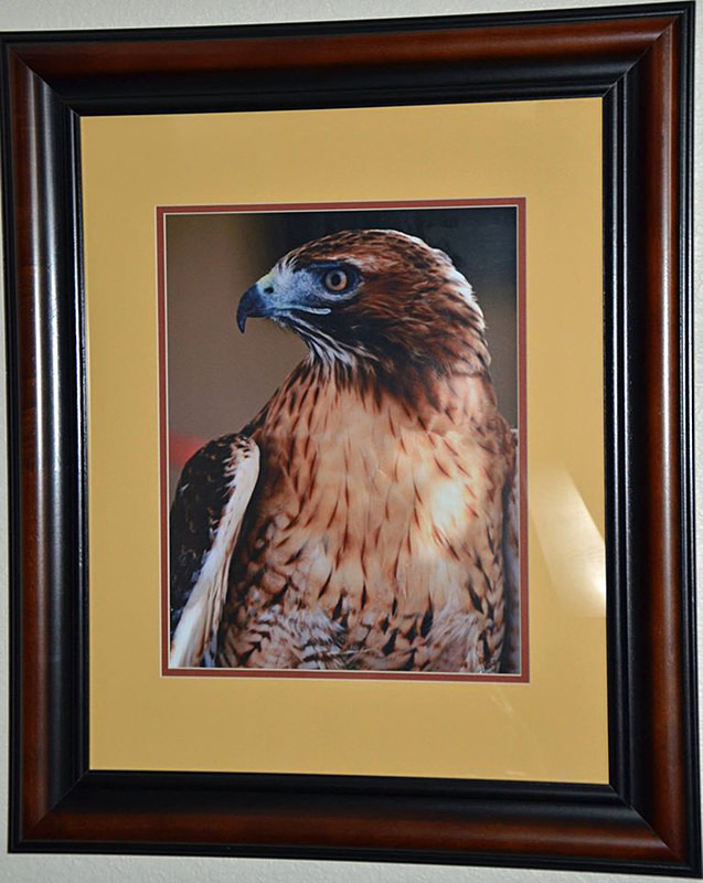 Majestic Hunter - Framed  Matted - to 1970 pix - Finished Artwork