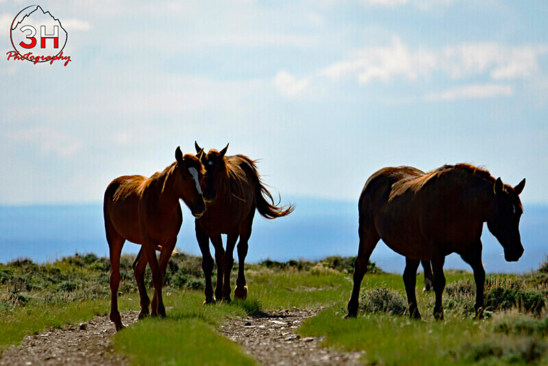 3HPhotog6-2-24_SW-WYO_3HR16163_Wild Horses - Bison & Horses