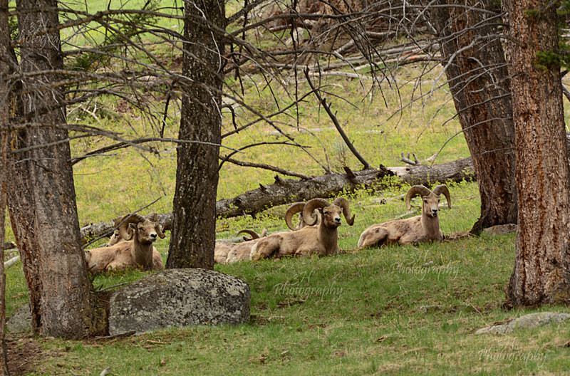 The Boys - Big Horn Sheep & Mountain Goats