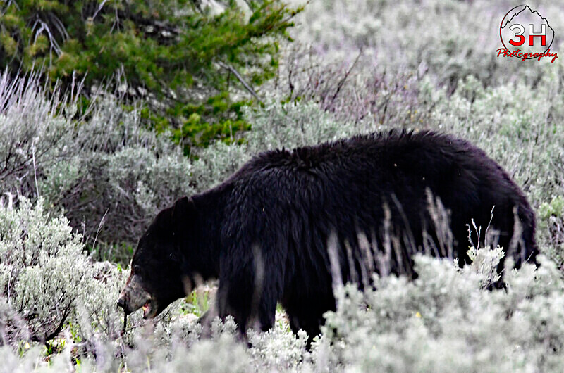 3HPhotography5-19-25_GTNP_184_ - Grand Teton NP Spring Shoot - May 2025