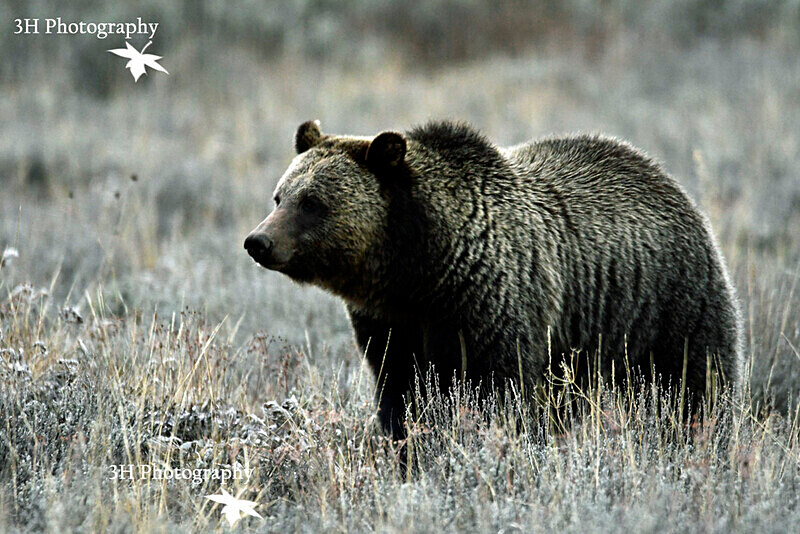 _DSC7182 - Bears: Grizzly & Black Bears