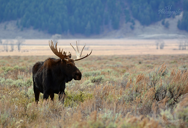 Gros Ventre Solitude - Moose & Pronghorn (Antelope)