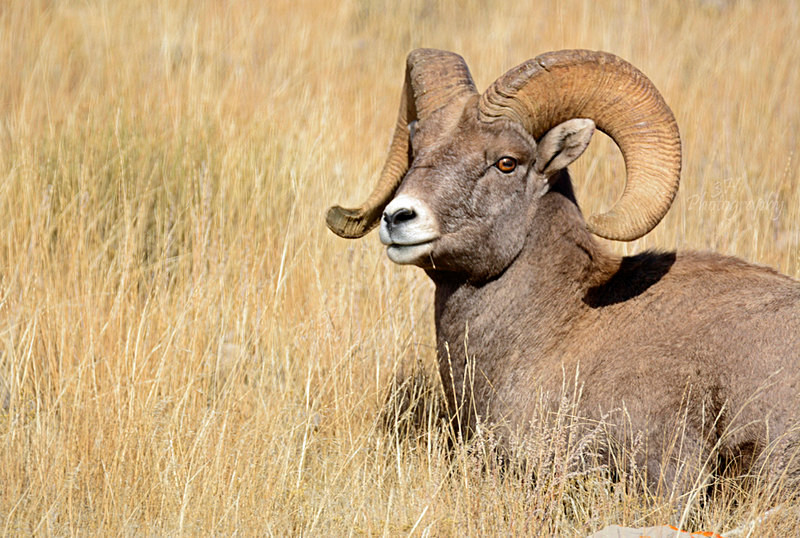 Eye of the Ram - Big Horn Sheep & Mountain Goats