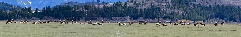 Elk Migration_Panorama1 - Elk & Deer