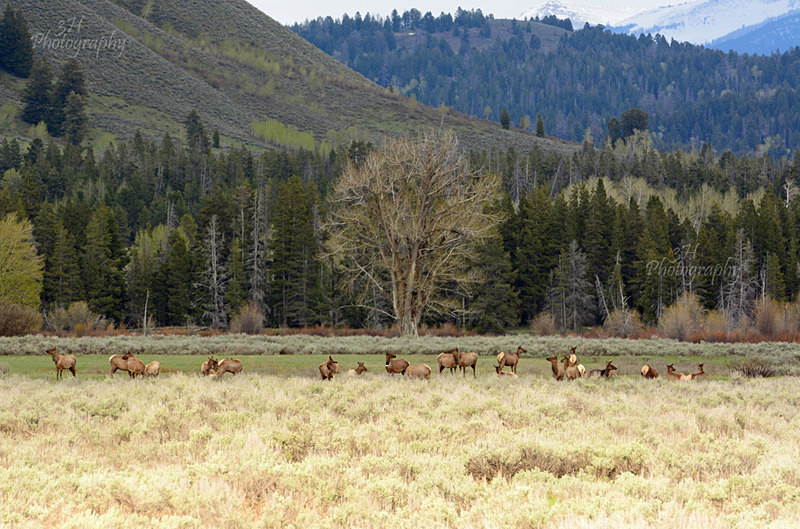 Spring At the Oxbow - Elk & Deer