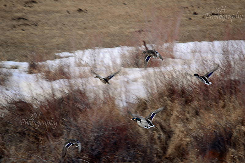 Spooked Off The River - Raptors & Other Winged Friends