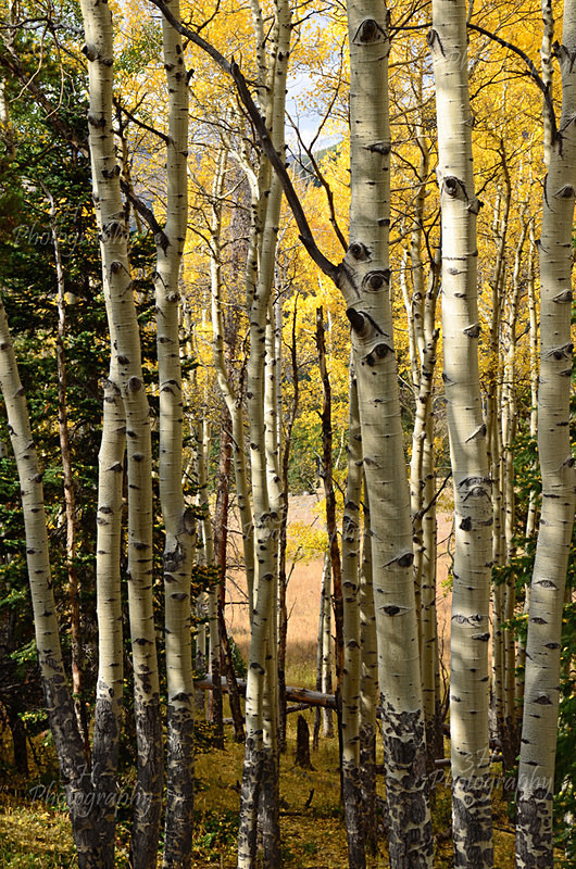 Through the Quakies - Western U.S. Landscapes