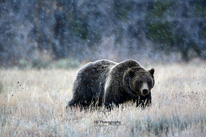 The Matriarch 399_2594 - Grizzly #399 - Queen of the Tetons