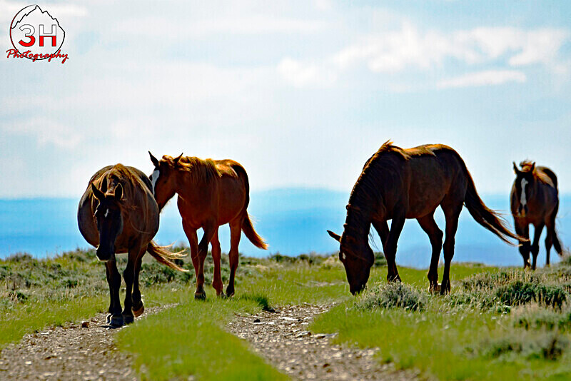 3HPhotog6-2-24_SW-WYO_3HR16151_Wild Horses - Bison & Horses