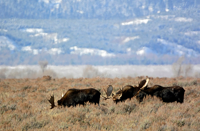 Thats a lot of Bull - Moose & Pronghorn (Antelope)