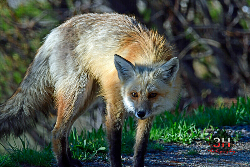 3HPhotography5-21-25_GTNP_1182_ - Grand Teton NP Spring Shoot - May 2025