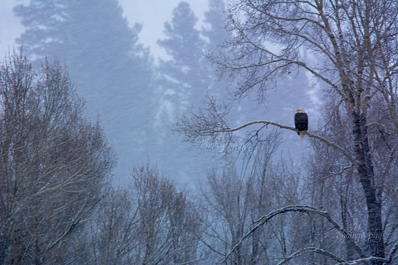 Sentinel - Raptors & Other Winged Friends
