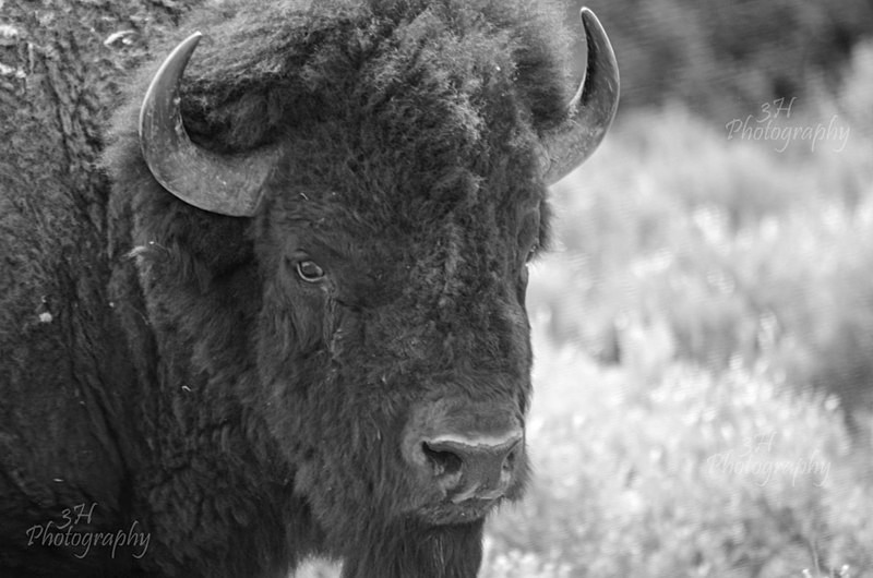 Eye of ta Tanka - Bison & Horses