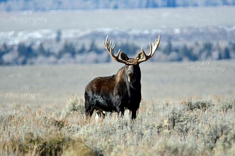 Saw Me Coming_2129 - Moose & Pronghorn (Antelope)